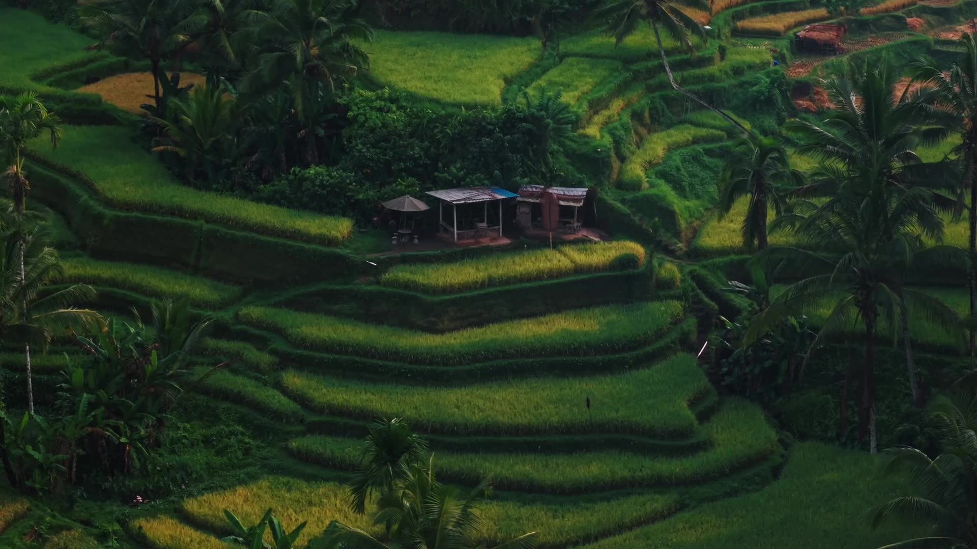 Photo · Rice terraces, Bali